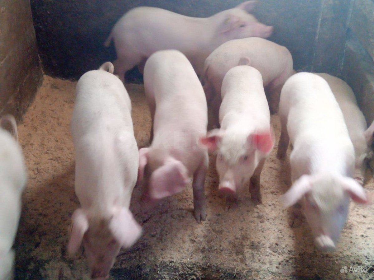 Русская белая свиней порода