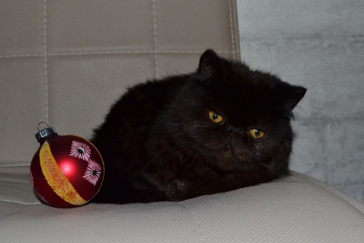 Черный котенок экзот