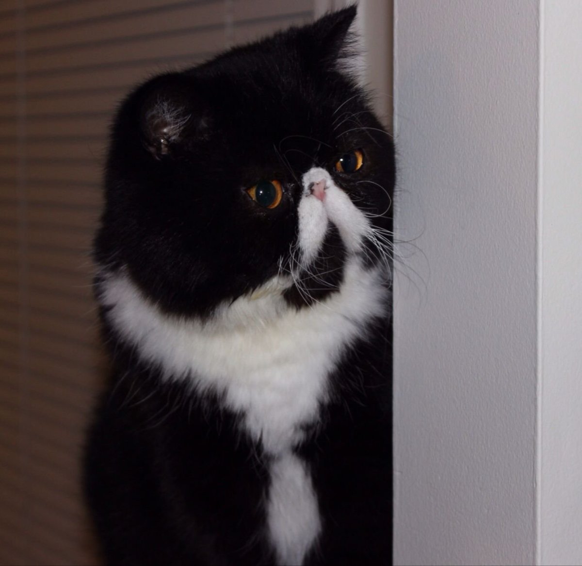 Кошка экзот черно белая