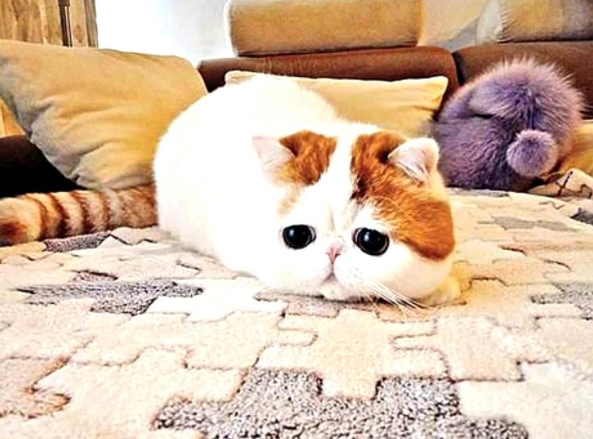 Вислоухий экзот Манчкин Снупи