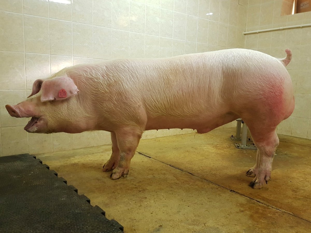 Порода свиней аллантрос