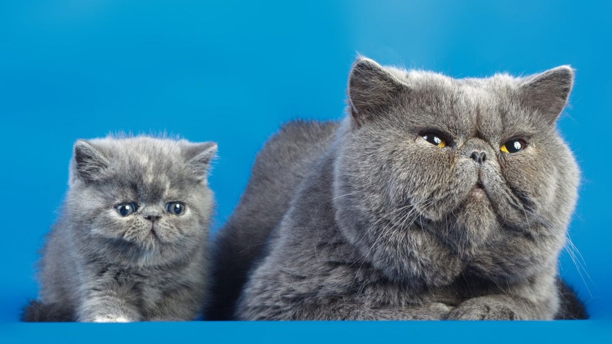 Спящий кот экзот