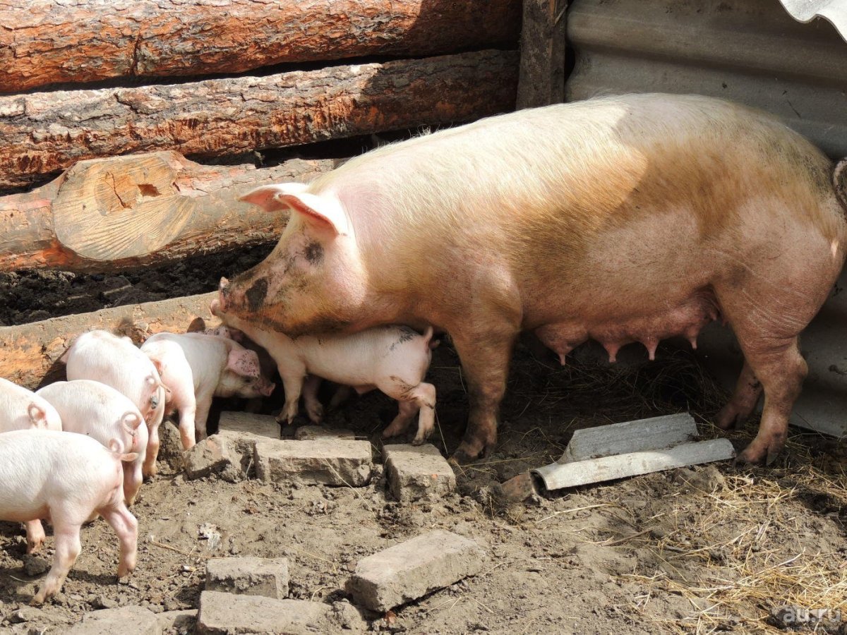 Лакомб порода свиней