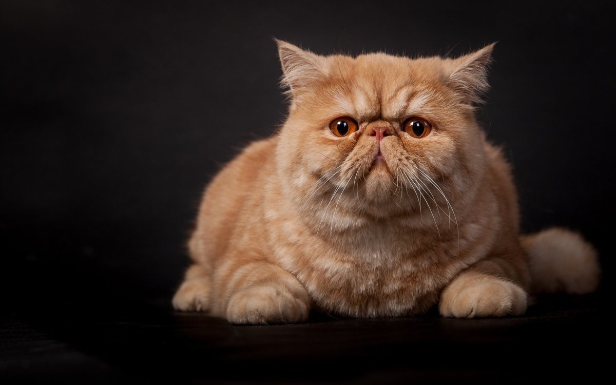 Экзот вискас