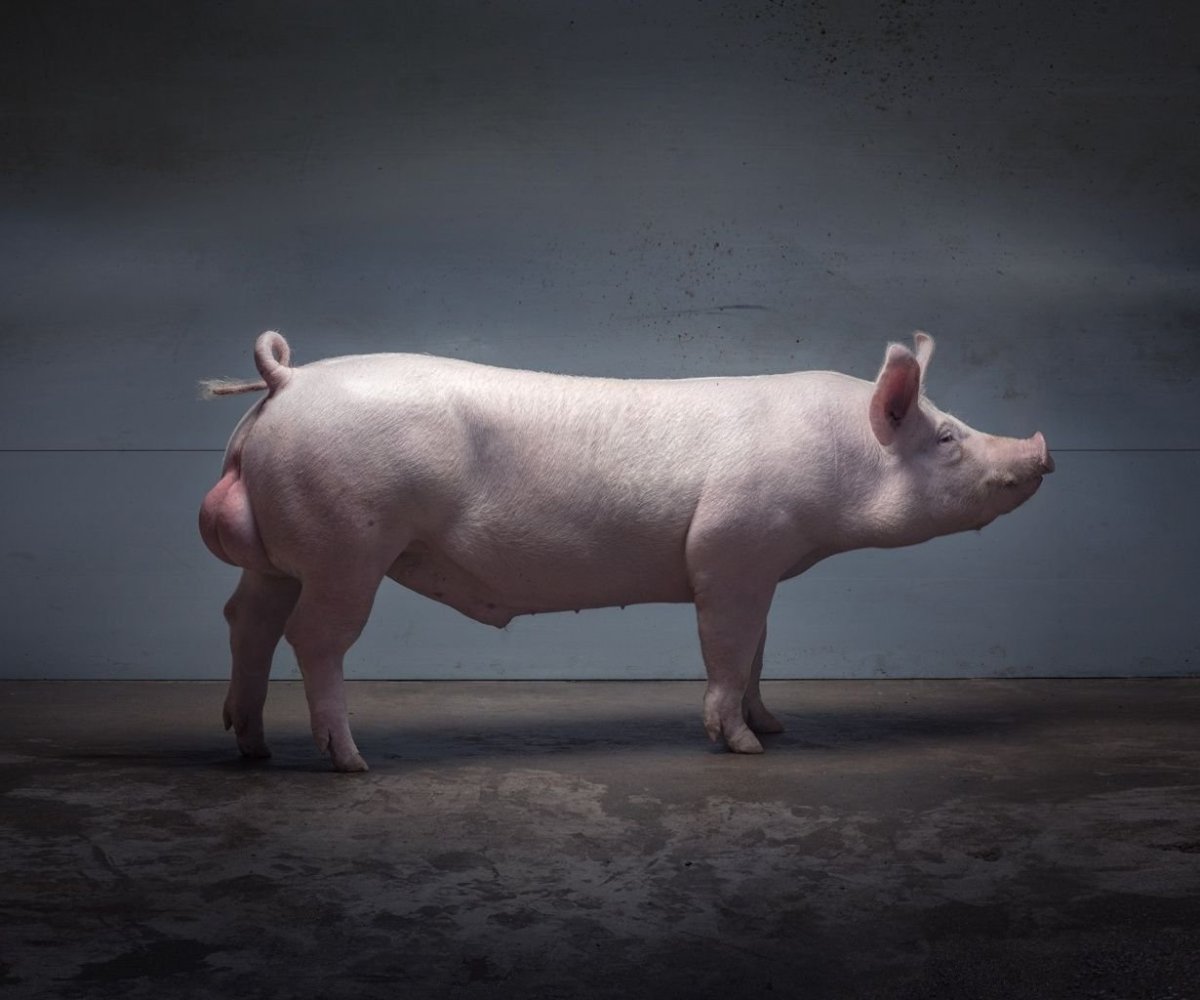 Порода свиней Темпо