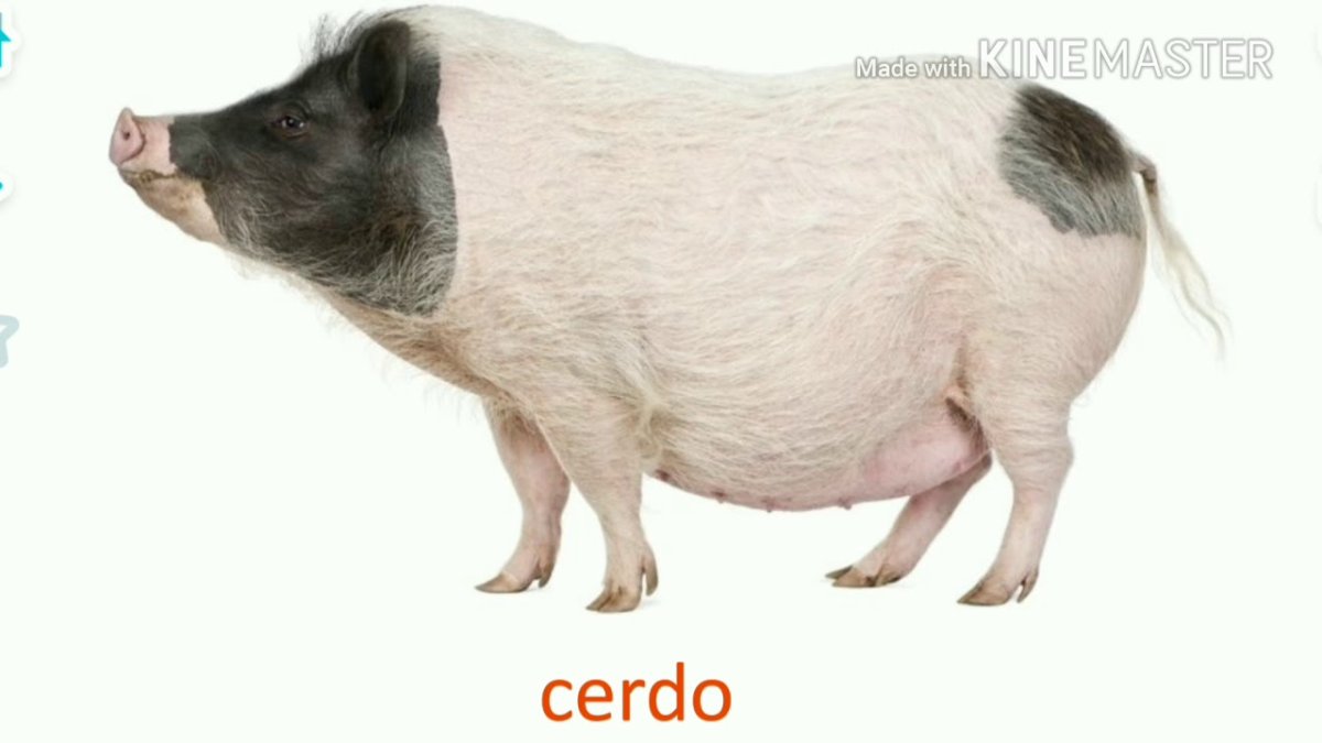 Свинья на белом фоне