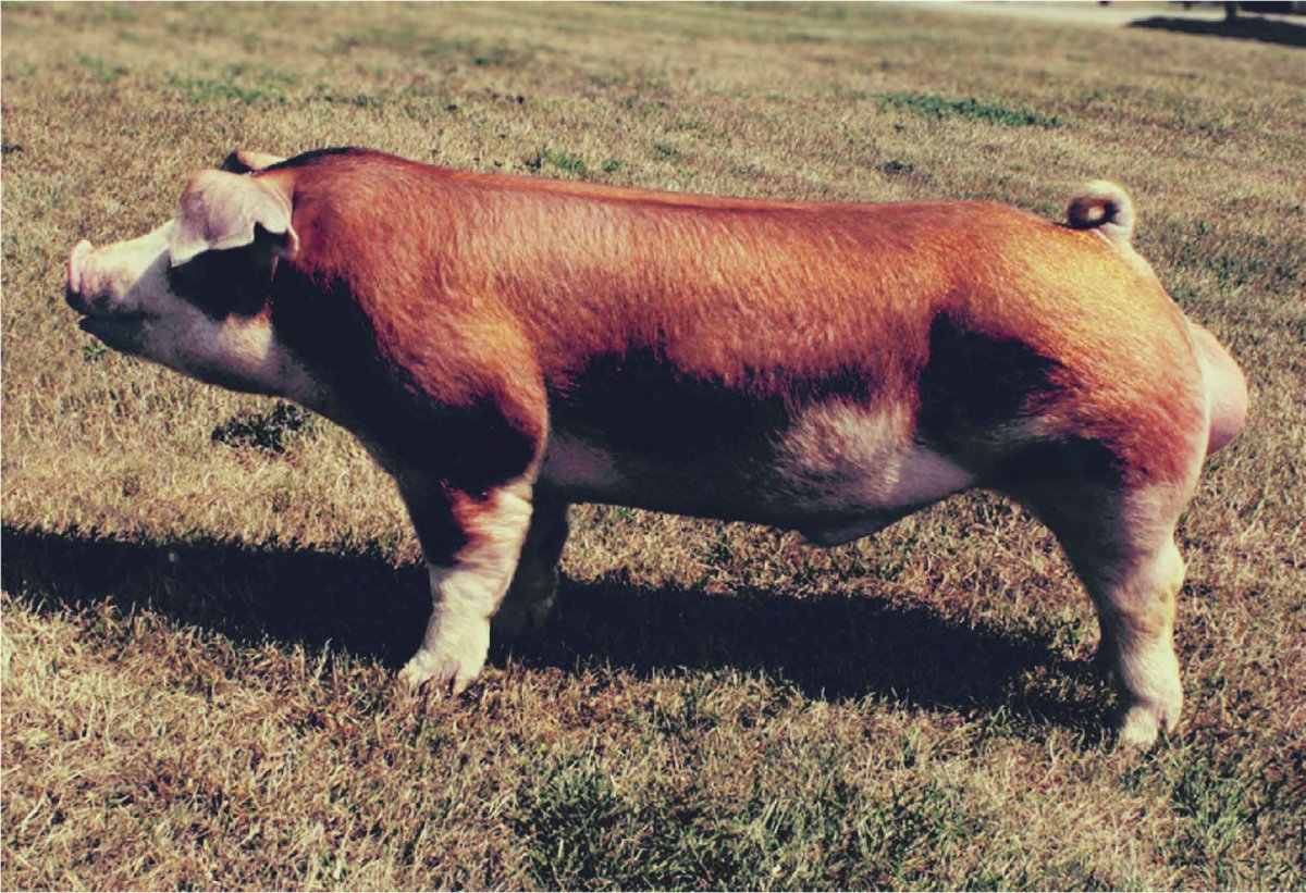 Курносые породы свиней