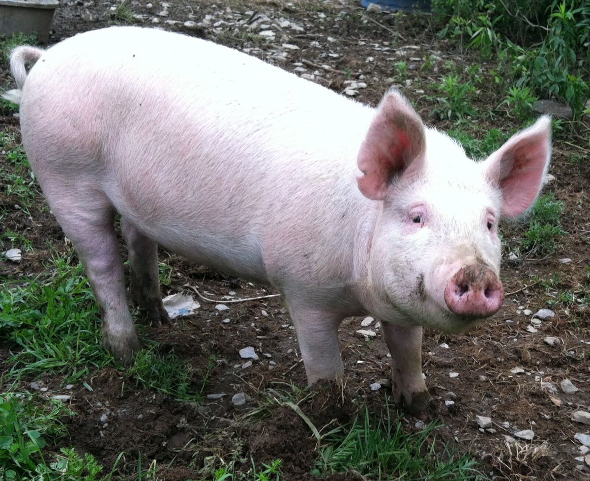 Сельскохозяйственная свинья