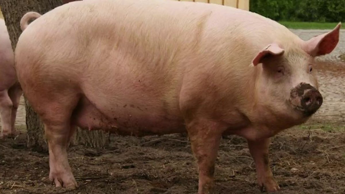 Мясная порода свиней ландрас