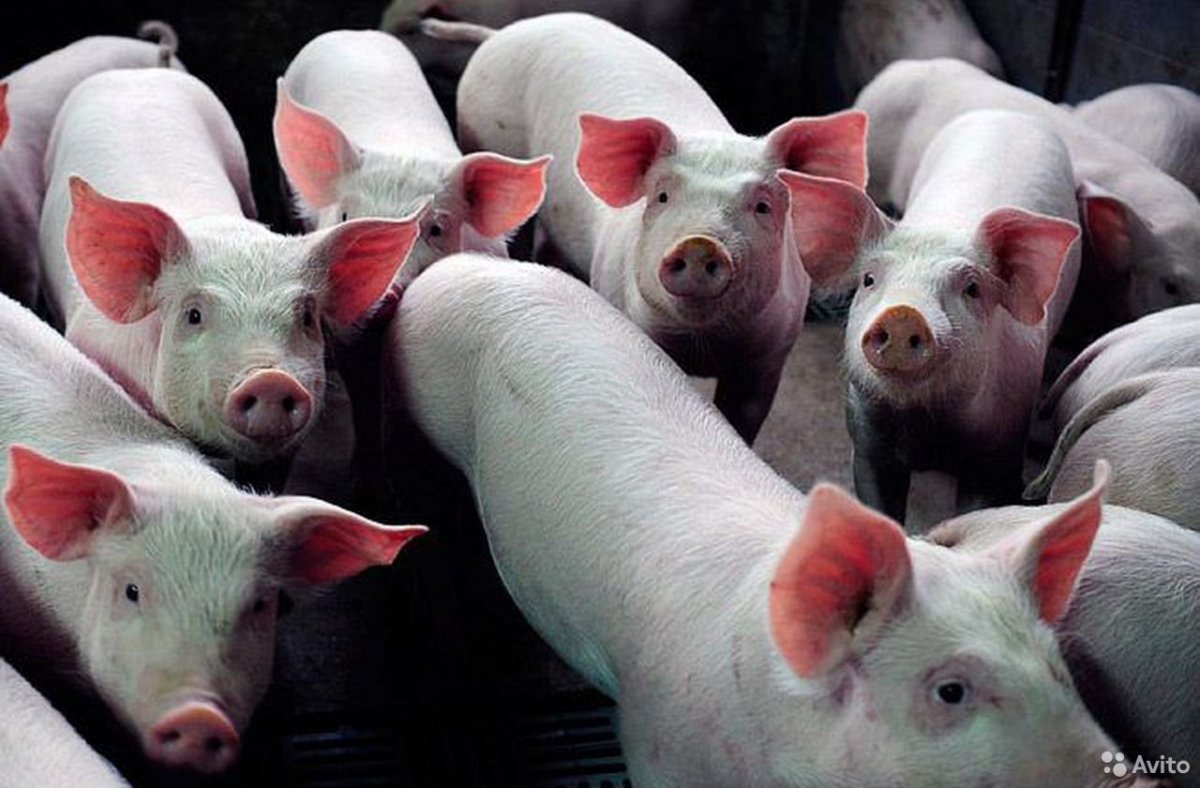 Поросята русская белая