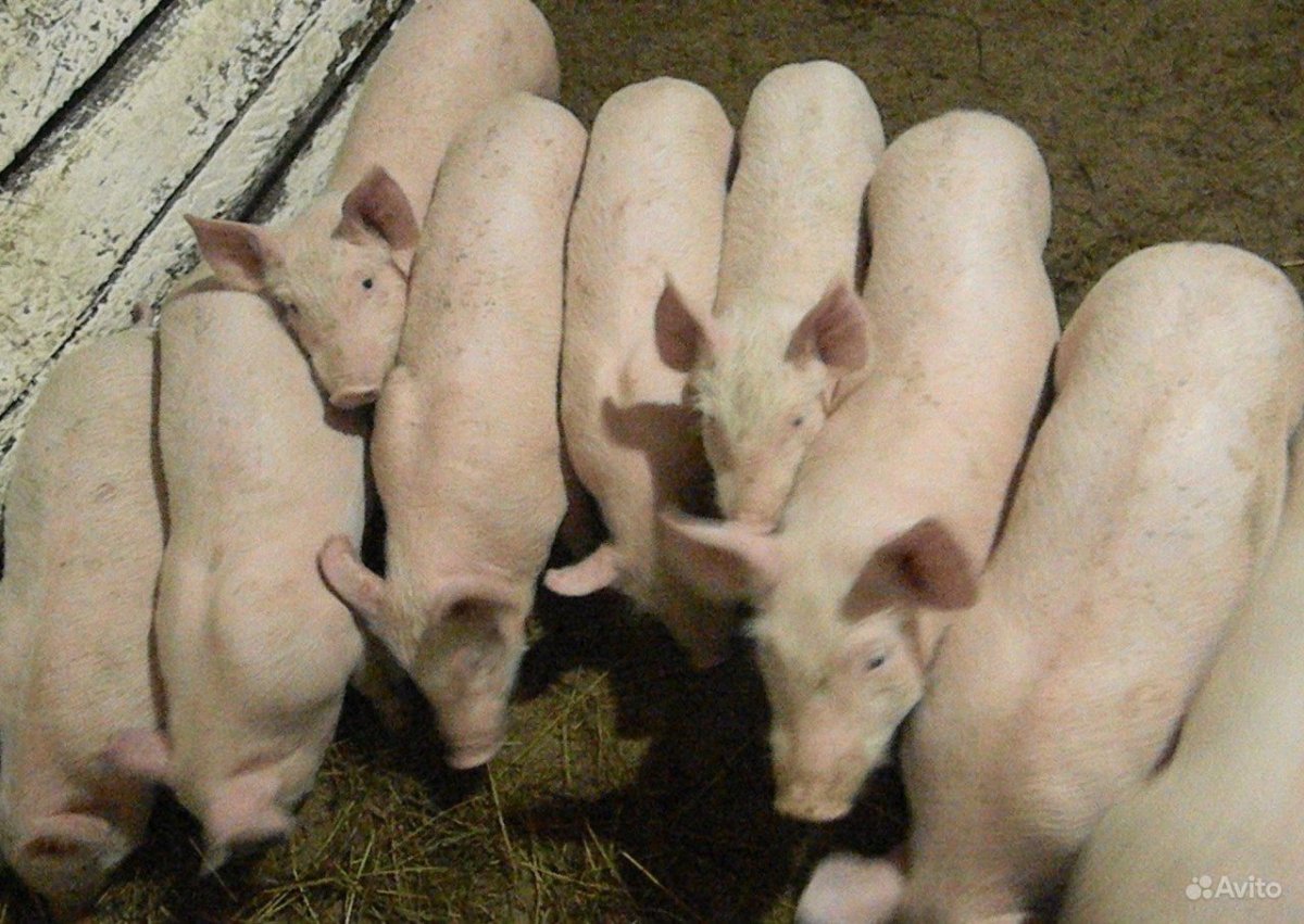 Поросята ландрас 2 месяца