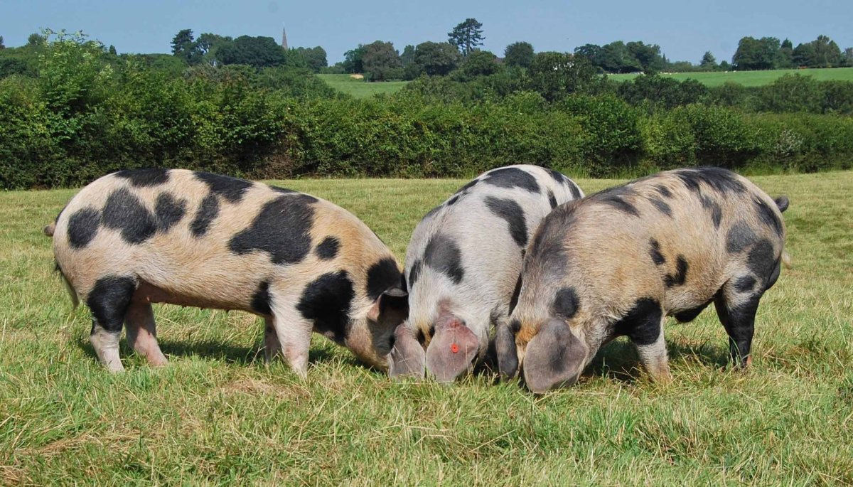 Северокавказская свинья