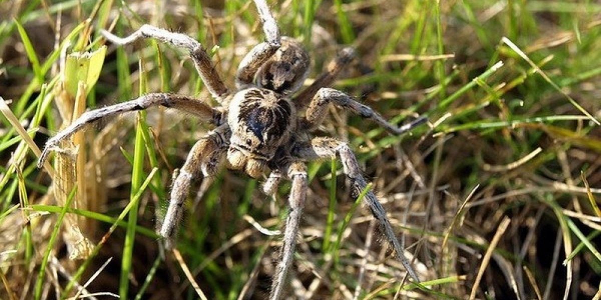 Урал Южнорусский Тарантул