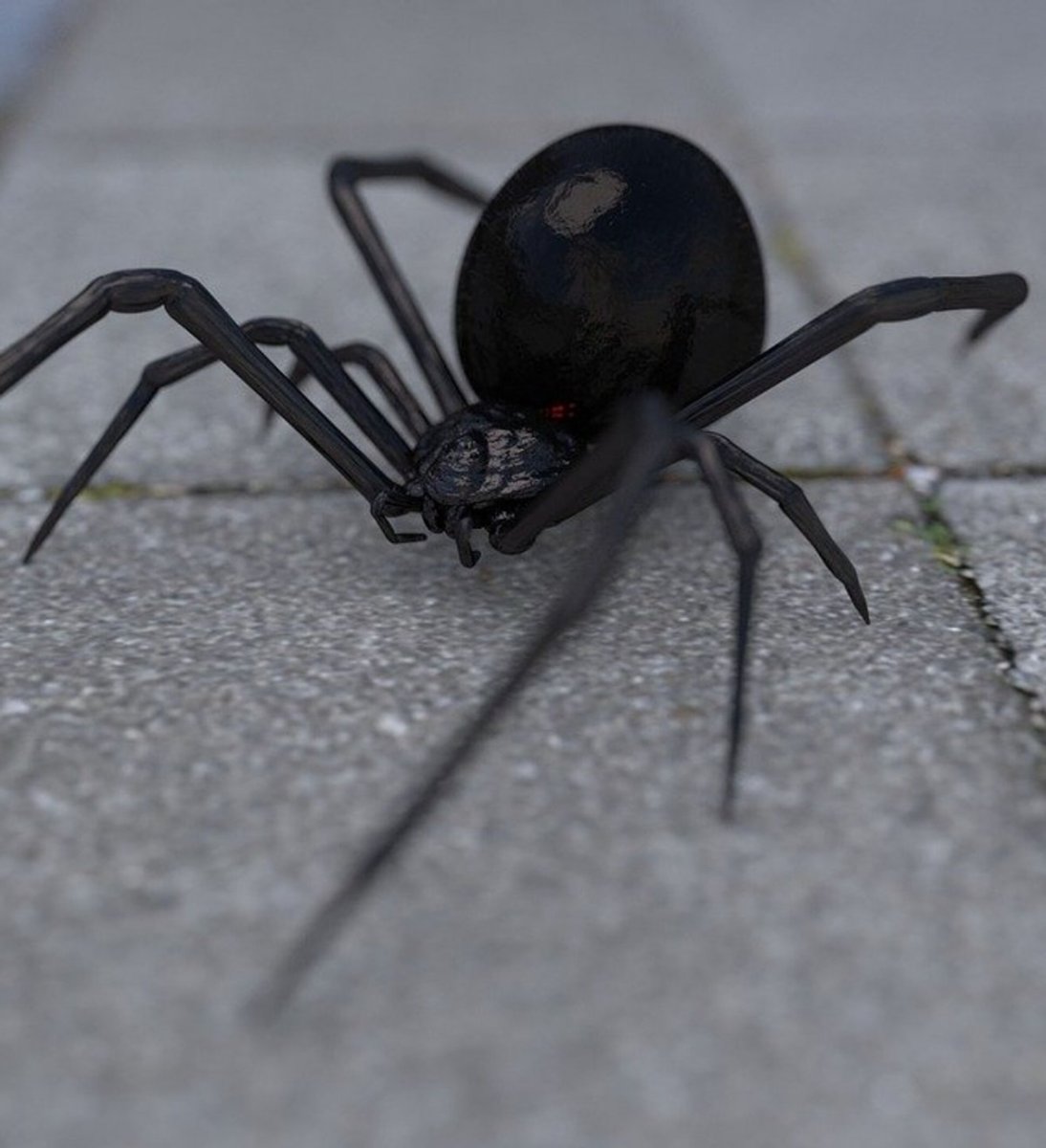 Астраханский паук Тарантул