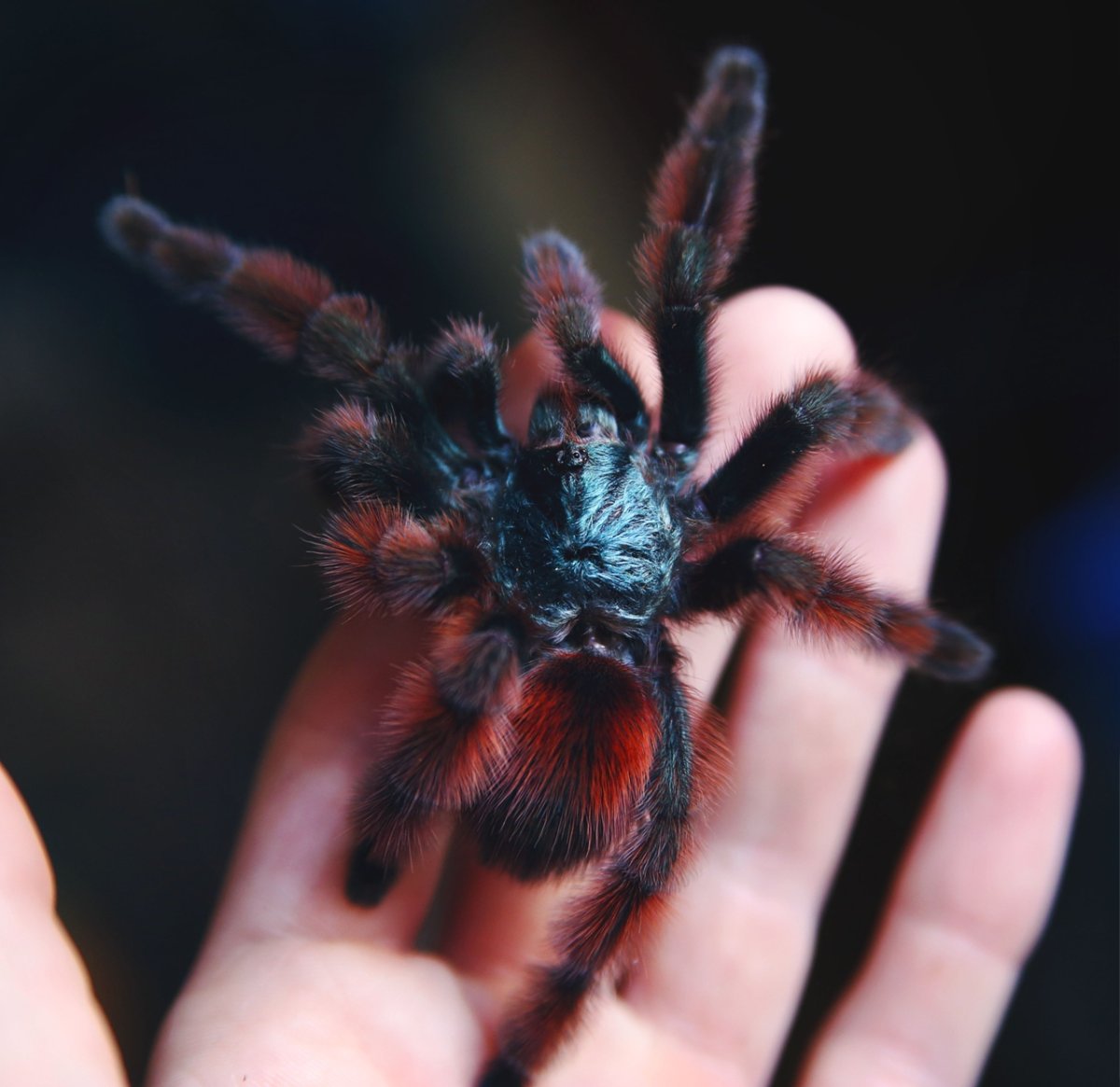 Оренбургский Тарантул