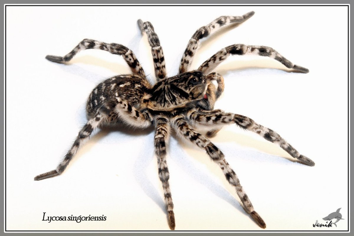 Пауки Южного Урала