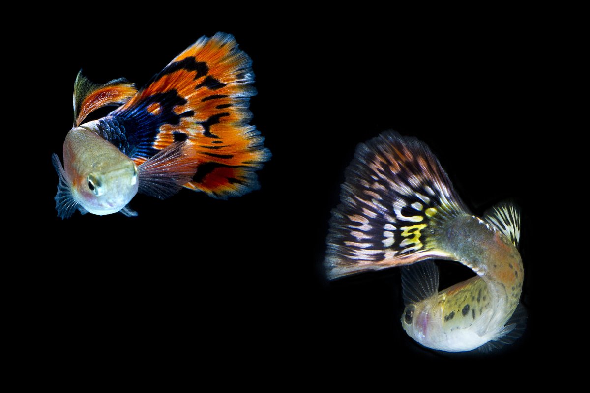 Гуппи Эндлера леопард
