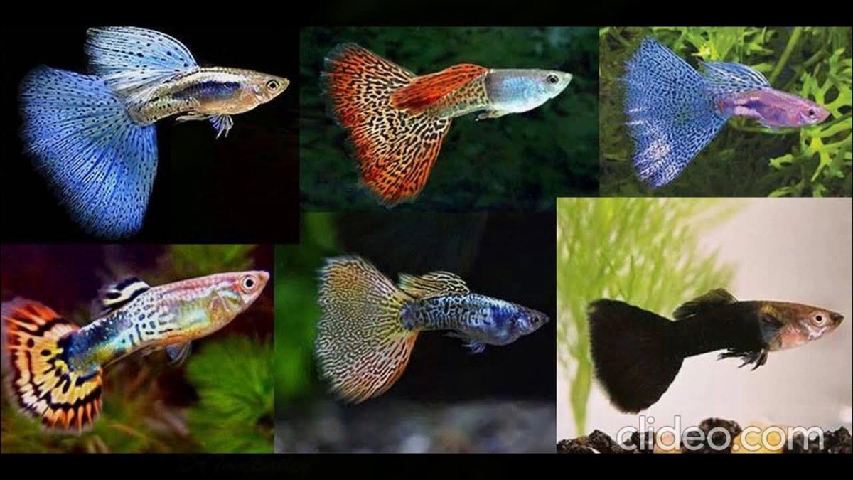 Маленькая рыбка гуппи