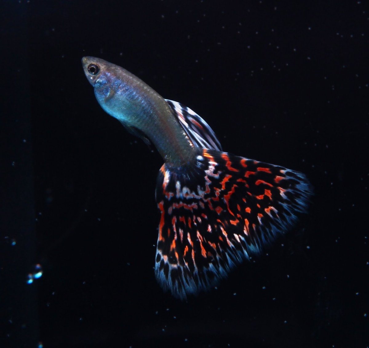 Гуппи слоновьи уши