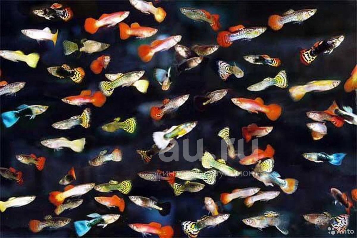 Гуппи рыбки красный блондин