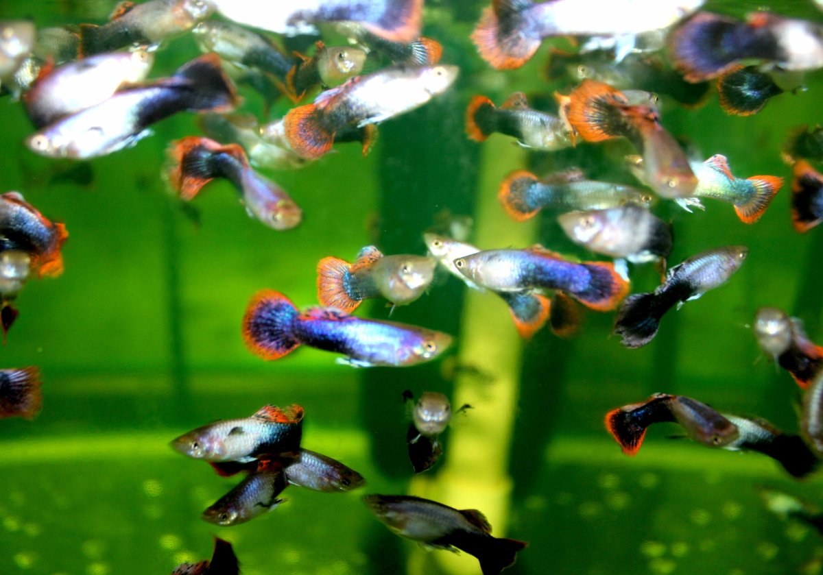 Гуппи Эндлера гибриды