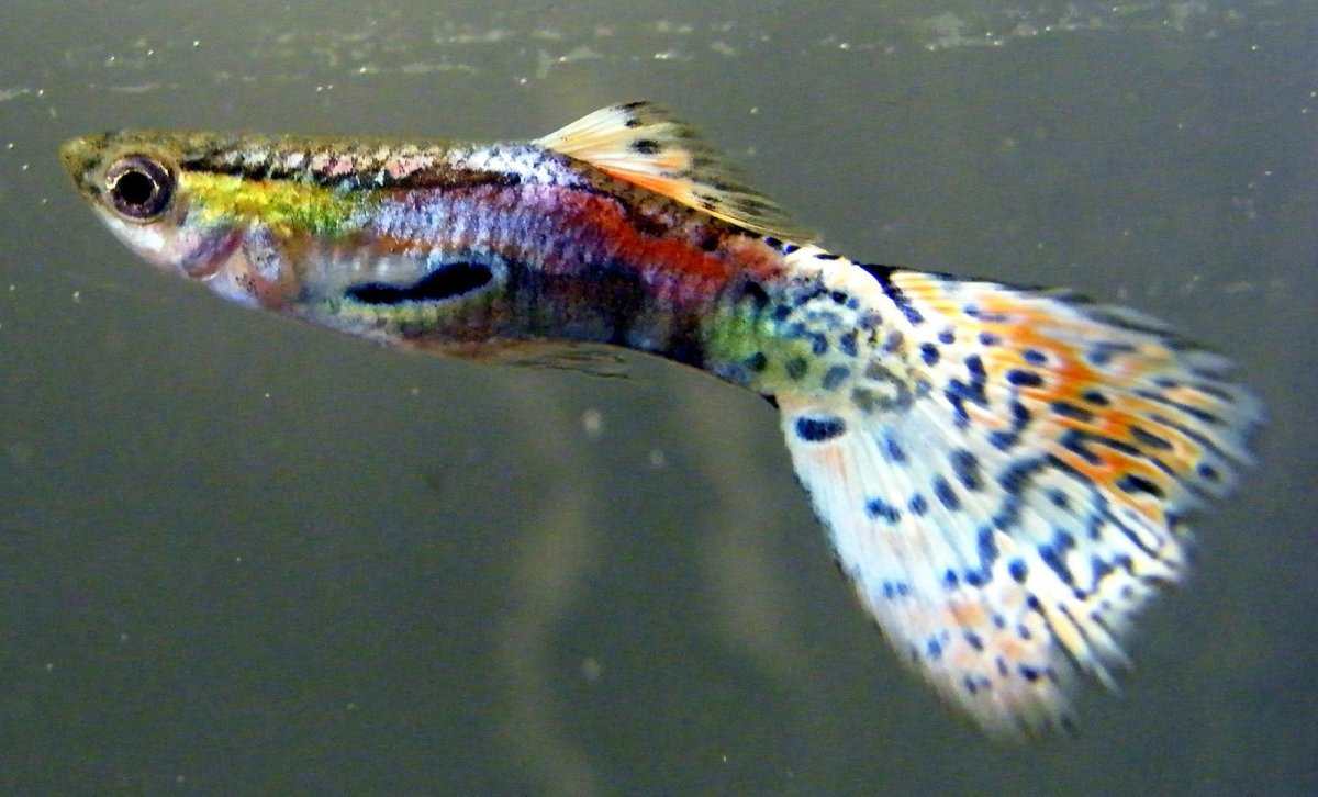 Гуппи мультиколор Кобра