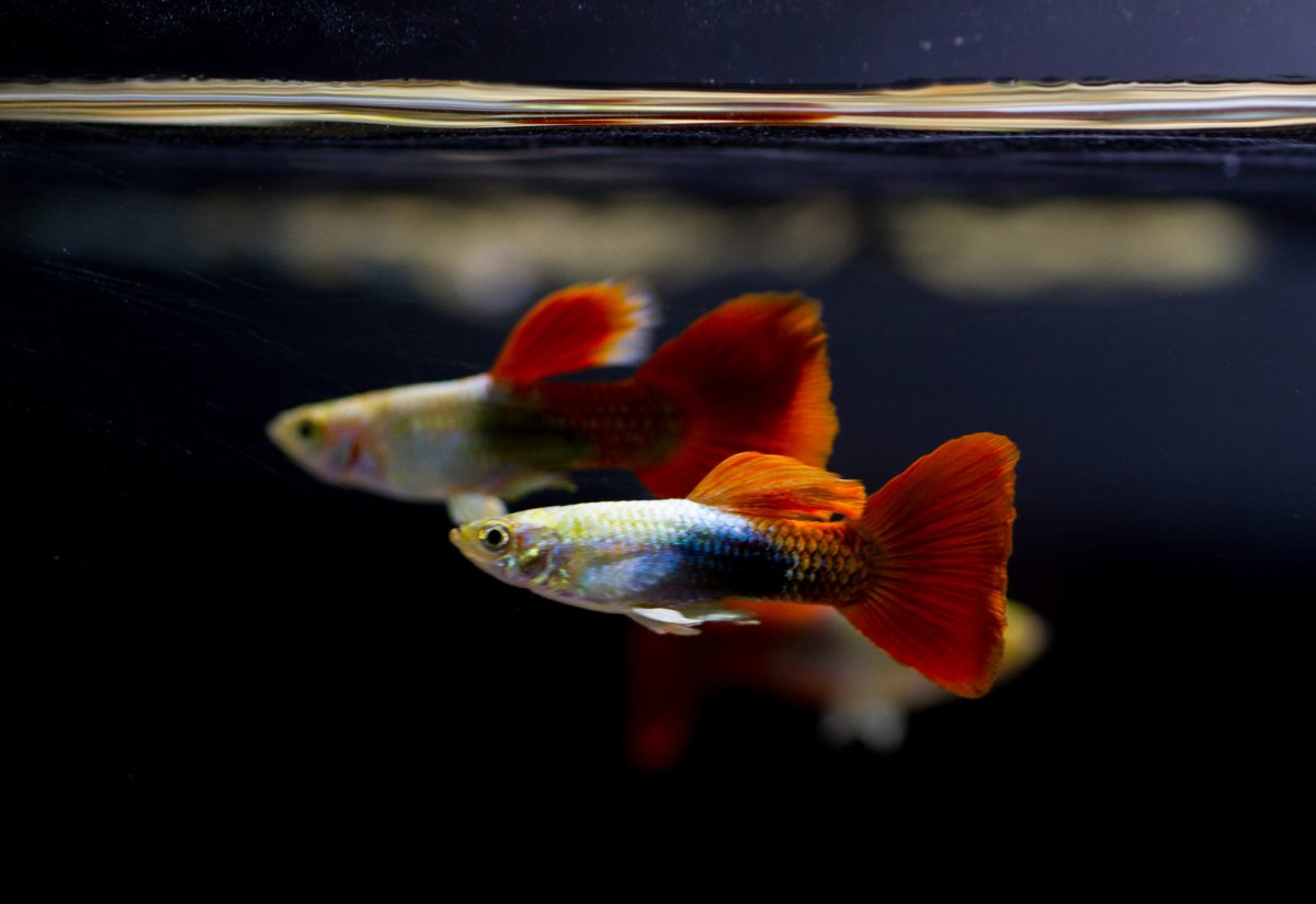 Аквариумная рыбка гуппи белый