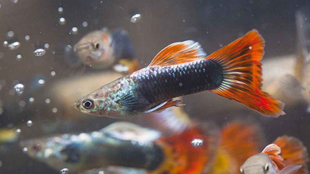 Гуппи африканские