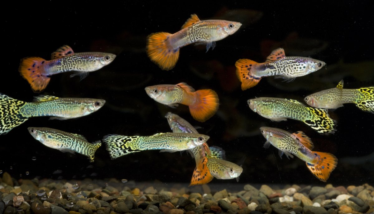 Рыба гуппи Poecilia reticulata