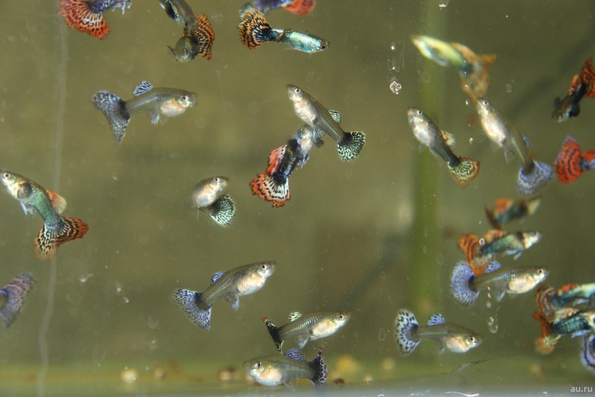 Гуппи аквариумные рыбки