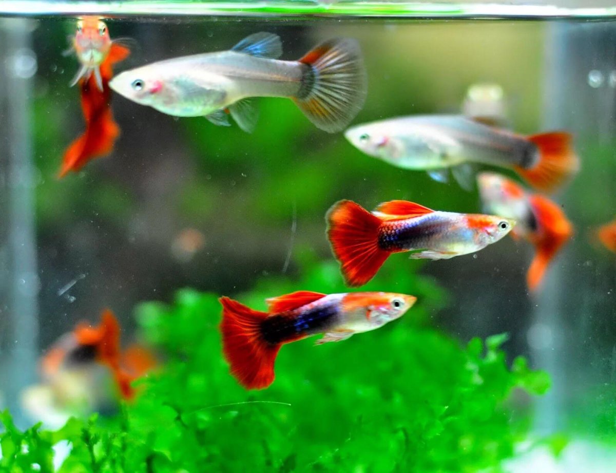 Гуппи рыбки