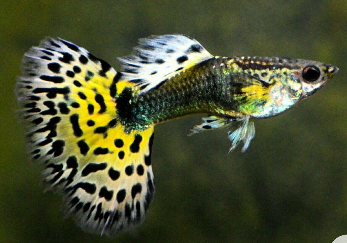 Гуппи и сомики в аквариуме