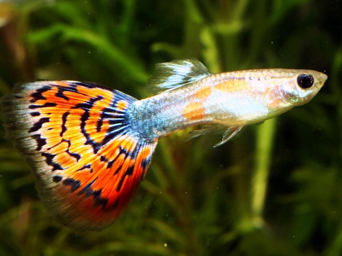 Гуппи аквариумные рыбки