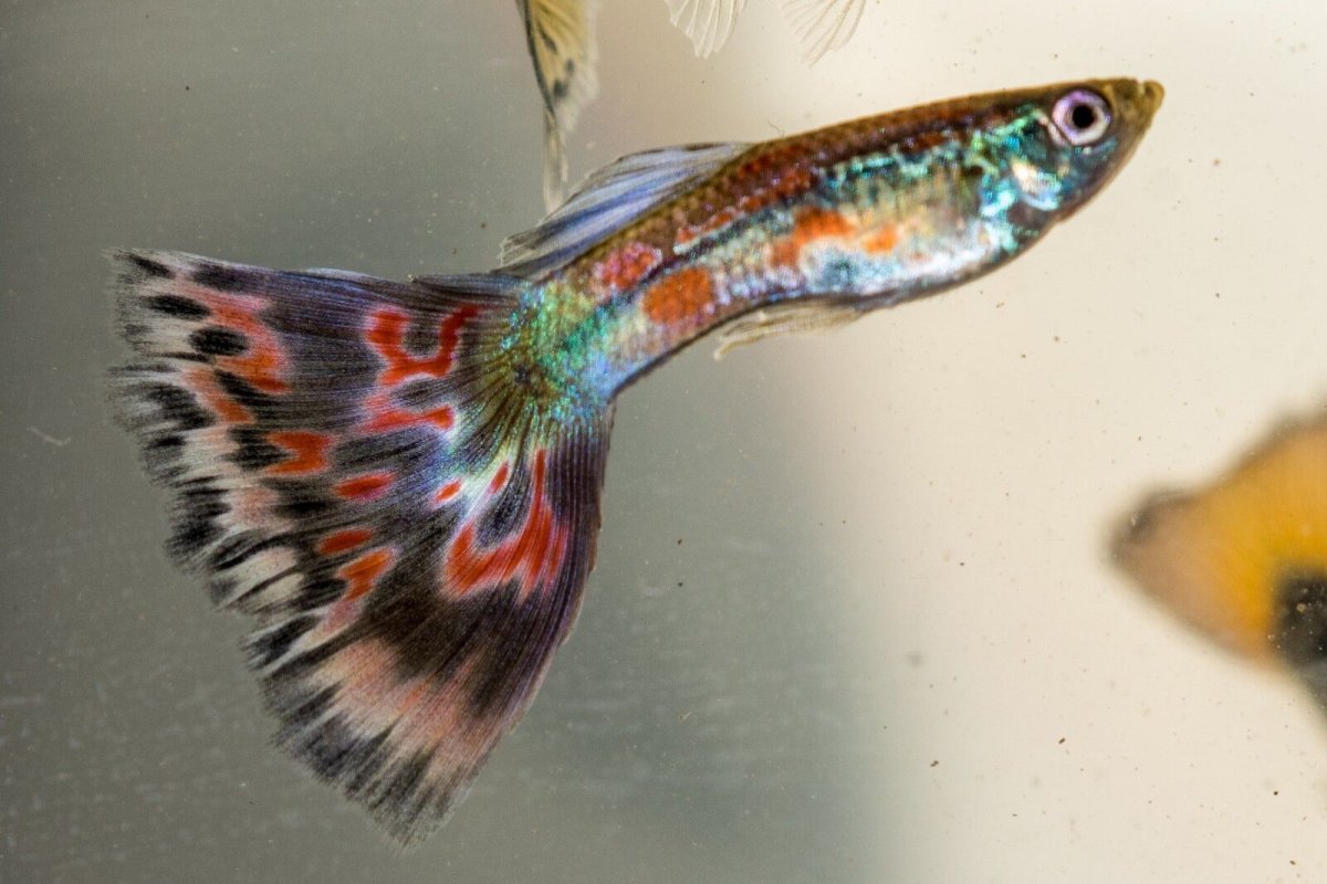 Аквариумные рыбки породы гуппи