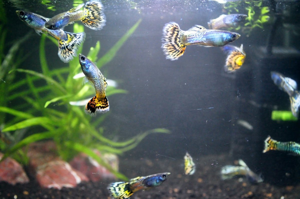 Гуппи аквариумные рыбки