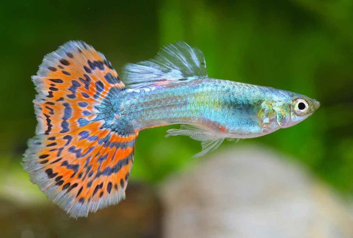 Рыбки гуппи Эндлера