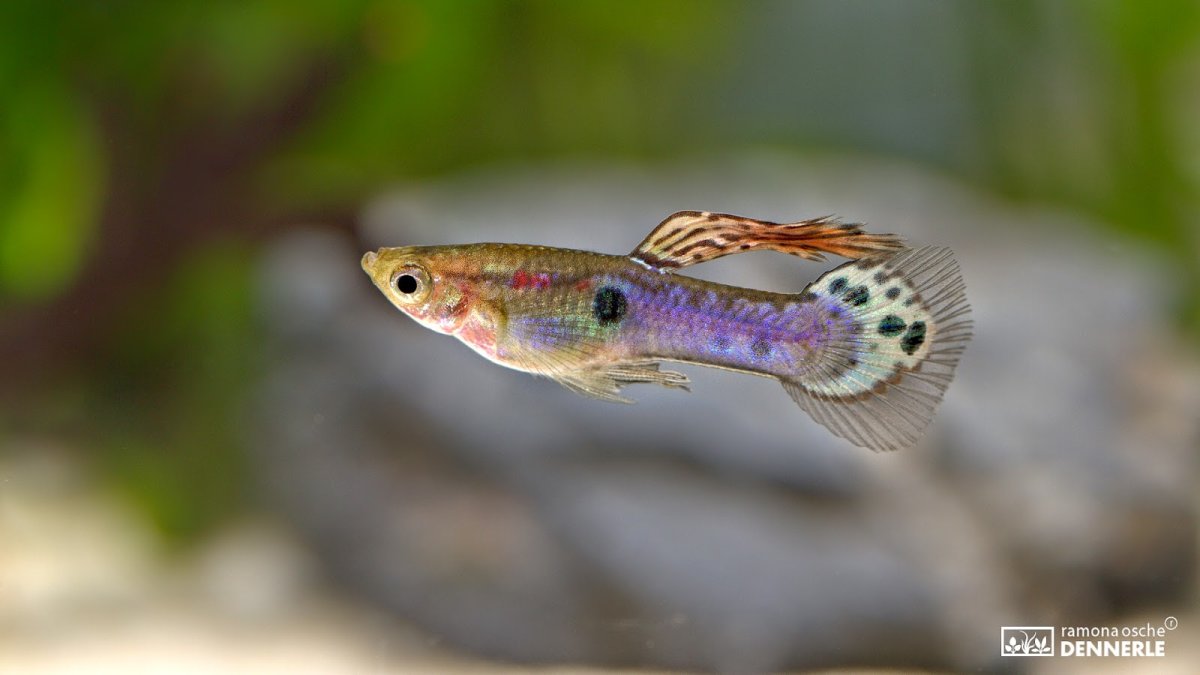 Гуппи Берлинские