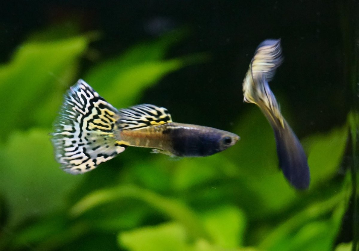 Гуппи рыбки