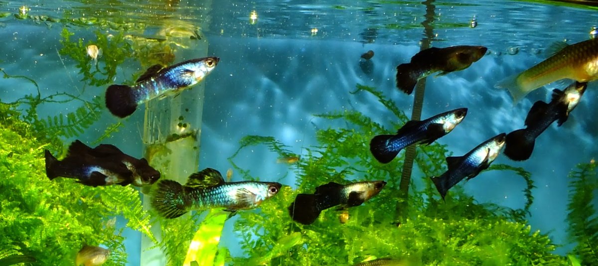 Гуппи рыбки