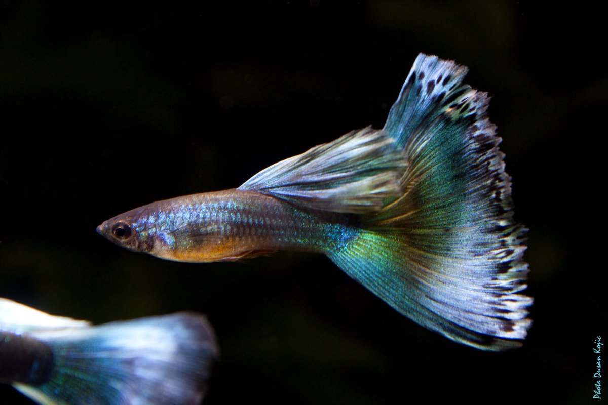 Аквариумные рыбки гуппи размножение