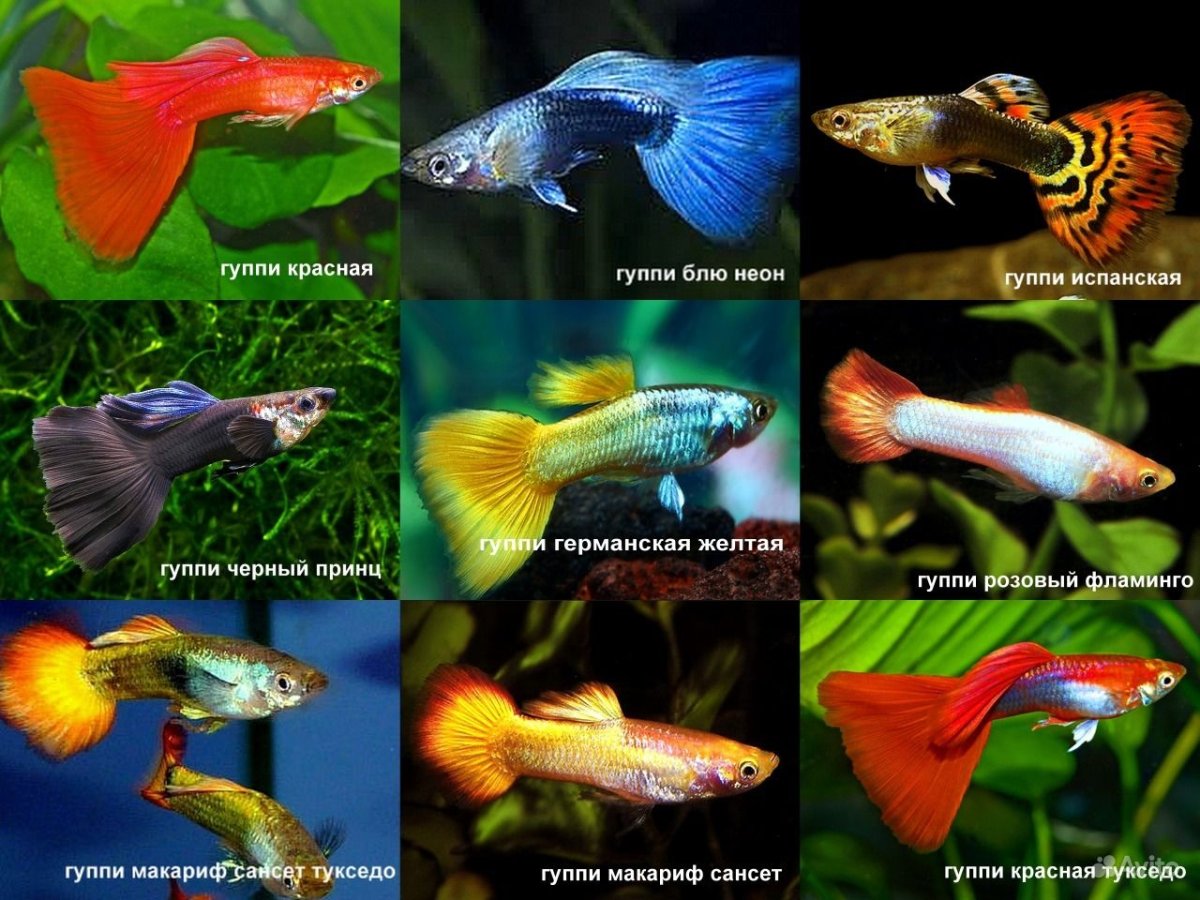 Гуппи Семицветные