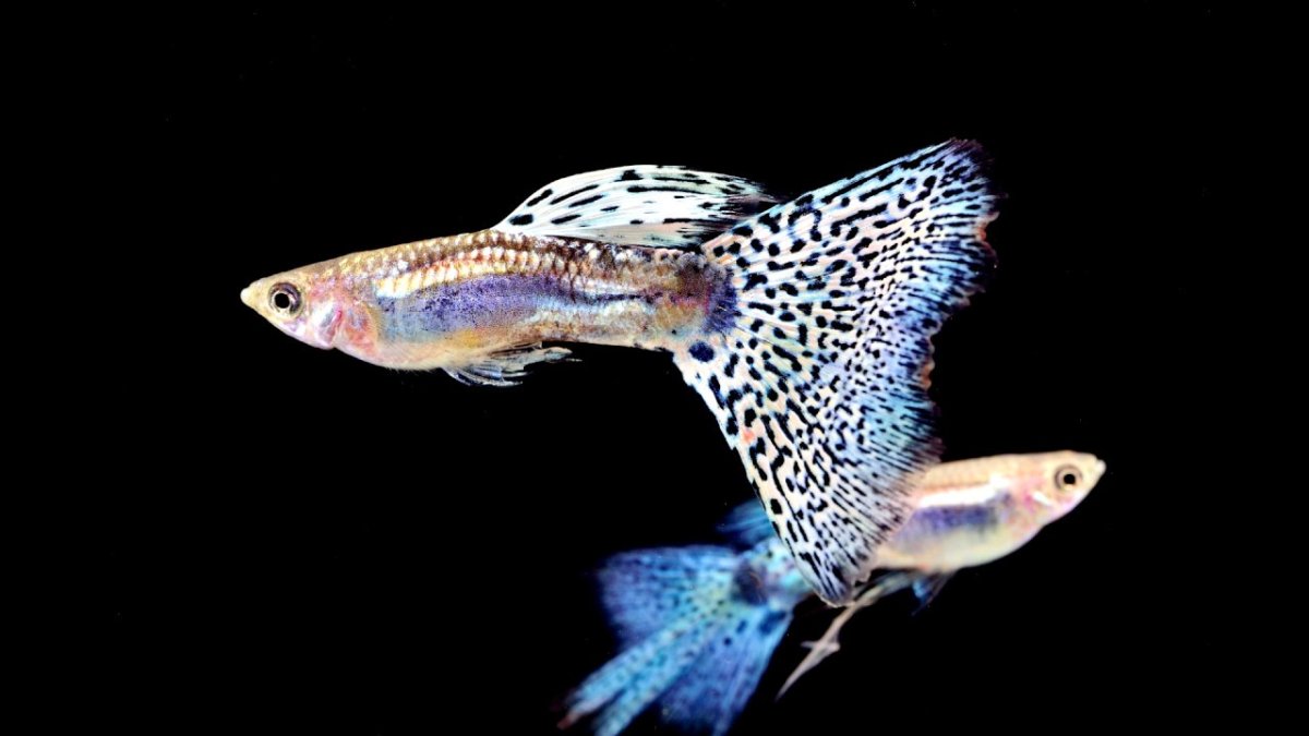 Гуппи ассорти