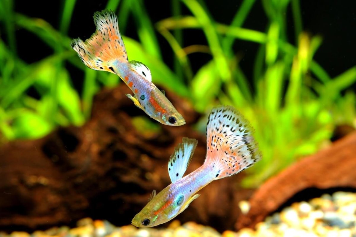 Рыбка гуппи на черном фоне