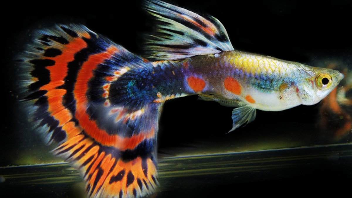 Гуппи рыбки