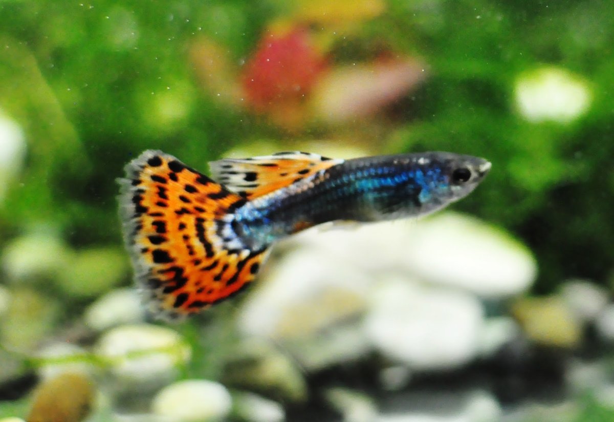 Аквариумные рыбки гупики