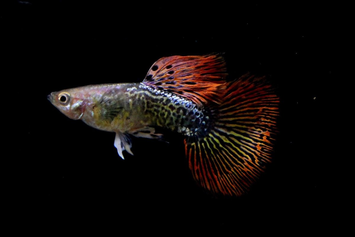 Гуппи Эндлера леопард