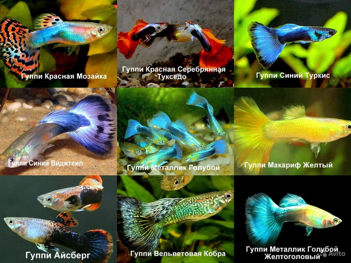 Гуппи аквариумные рыбки