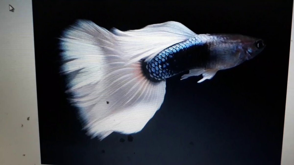 Аквариумные рыбки темный фон