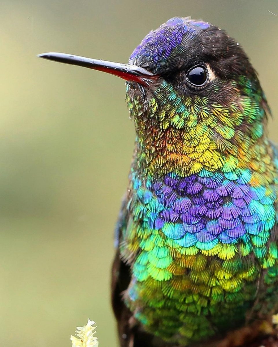 Огненногорлый Колибри