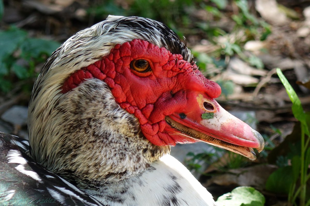 Дикие курицы в природе